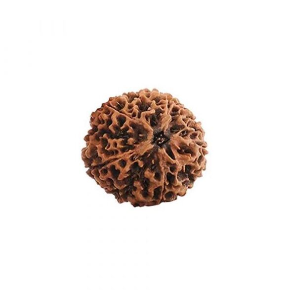 Authentic Panch Mukhi Siddh Rudraksha