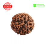 Authentic Panch Mukhi Siddh Rudraksha