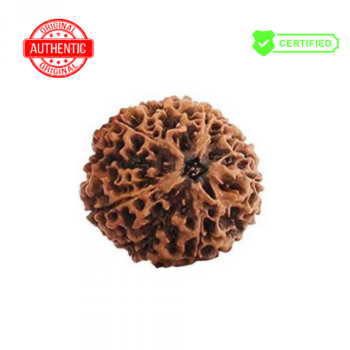 Authentic Panch Mukhi Siddh Rudraksha